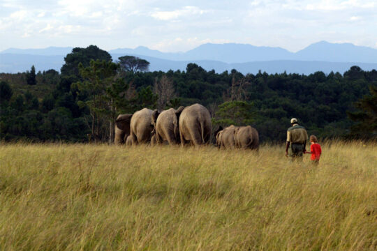 Knysna Elephant Park