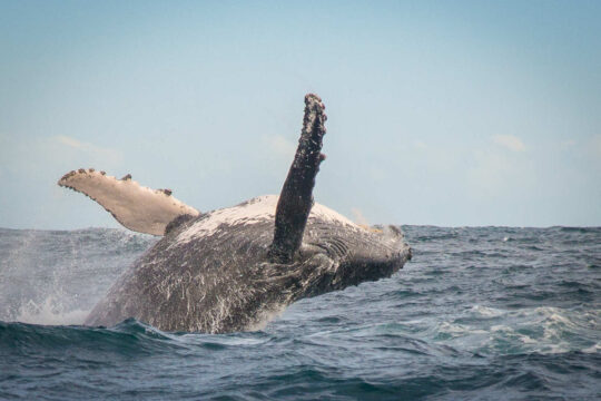 Ocean Odyssey Whale Watching